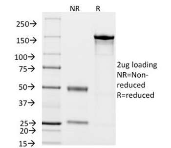 CD14 Antibody