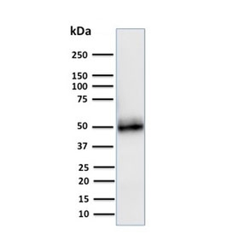 CD14 Antibody