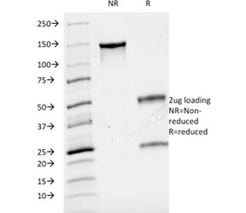 Cyclin A2 Antibody / CCNA2