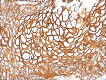 CD9 Antibody