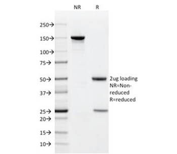 CD9 Antibody