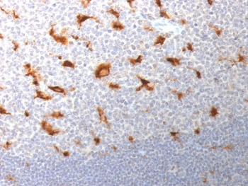 CD68 Antibody