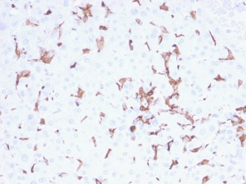 IBA1 Antibody / AIF-1
