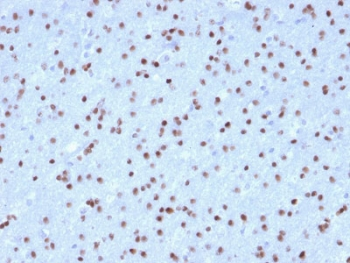 OLIG2 Antibody