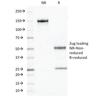 OLIG2 Antibody