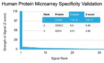 Chromogranin A Antibody