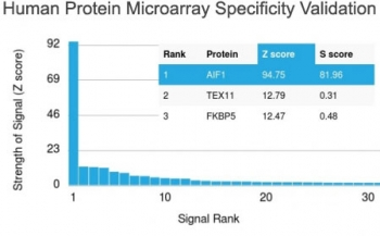 IBA1 Antibody / AIF-1