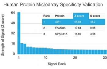 IBA1 Antibody / AIF-1