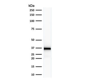 Emerin Antibody