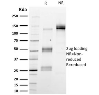 Emerin Antibody