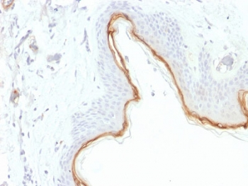 Filaggrin Antibody