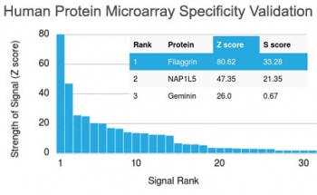 Filaggrin Antibody