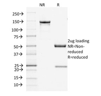 Filaggrin Antibody