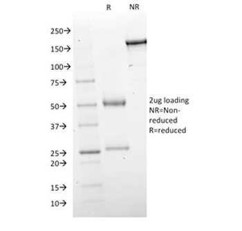 GAD67 Antibody