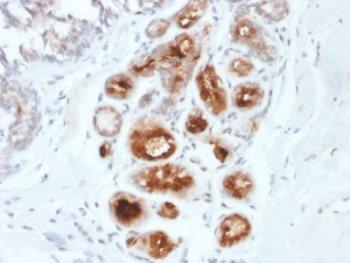 Mammaglobin A Antibody / SCGB2A2