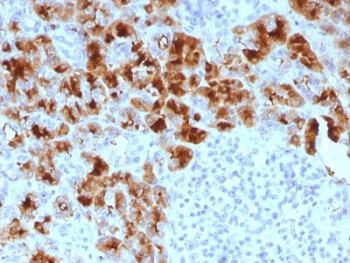 Glycoprotein 2 Antibody / GP2 / ZAP75