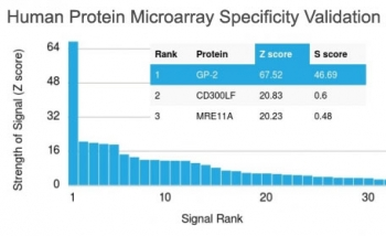 Glycoprotein 2 Antibody / GP2 / ZAP75