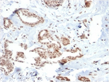SOX4 Antibody