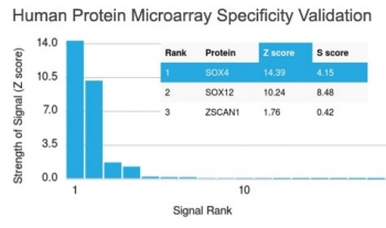 SOX4 Antibody