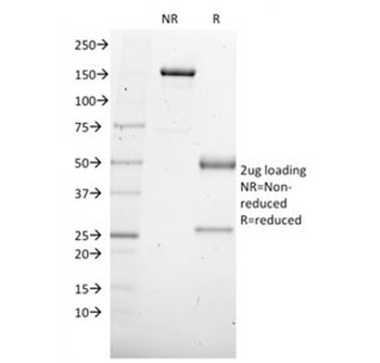 SOX4 Antibody