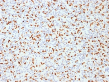 PU.1 Antibody / SPI1