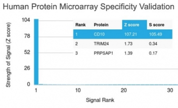 CD10 Antibody / Neprilysin