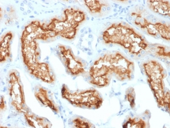 CD10 Antibody / Neprilysin
