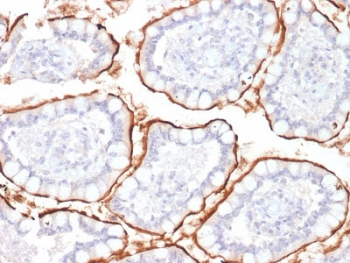 CD10 Antibody / Neprilysin