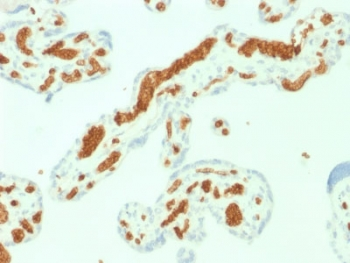 SPTA1 Antibody / Spectrin alpha 1