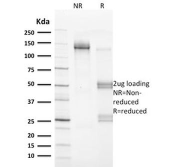 Vinculin Antibody