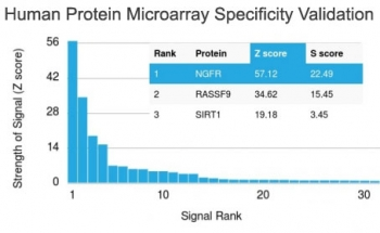 NGF Receptor Antibody / p75NTR / CD271