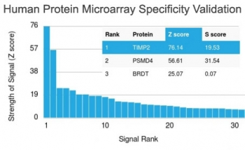 TIMP2 Antibody