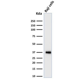 POU2AF1 Antibody / BOB-1