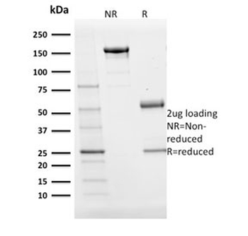POU2AF1 Antibody / BOB-1