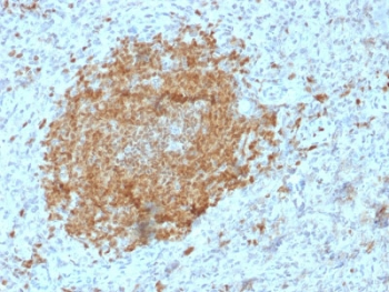 POU2AF1 Antibody / BOB-1