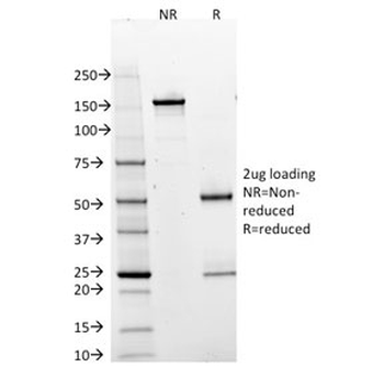 POU2AF1 Antibody / BOB-1