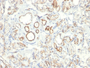 Podocalyxin Antibody / PODXL