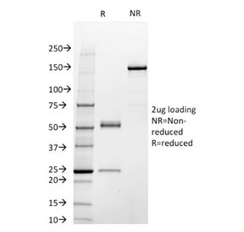 STAT3 Antibody