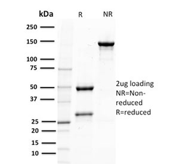 PTEN Antibody