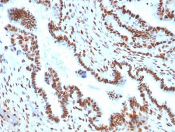 TLE1 Antibody