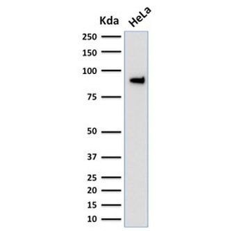 TLE1 Antibody