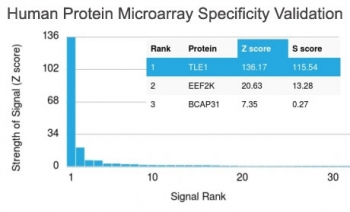 TLE1 Antibody