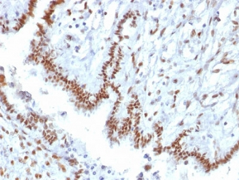 TLE1 Antibody