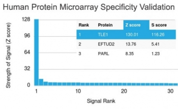 TLE1 Antibody