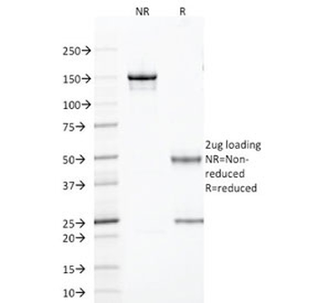 TLE1 Antibody