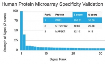 PMEL17 / Melanoma gp100 Antibody