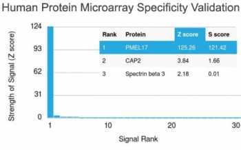 PMEL17 / Melanoma gp100 Antibody