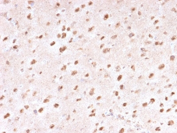 Ubiquitin Antibody