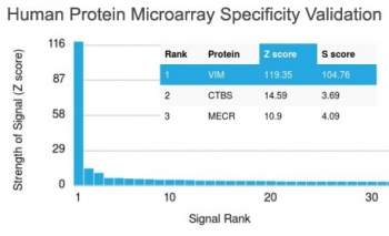Vimentin Antibody