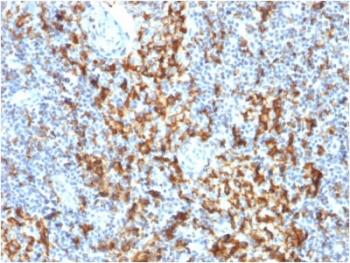 CD163 Antibody